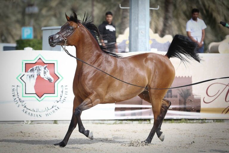 برنامج بطولات جمال الخيل العربية